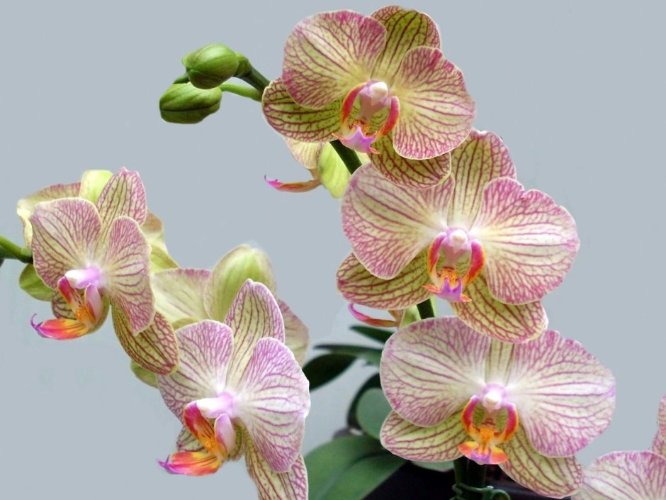 Орхидея фаленопсис Равелло
