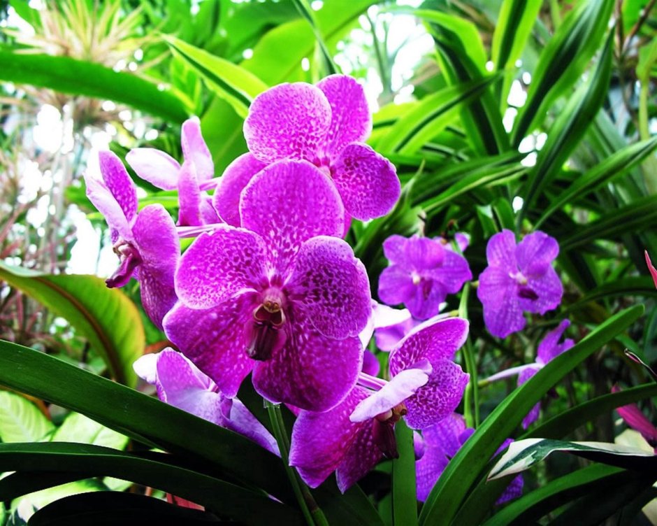 Орхидея Ванда в природе