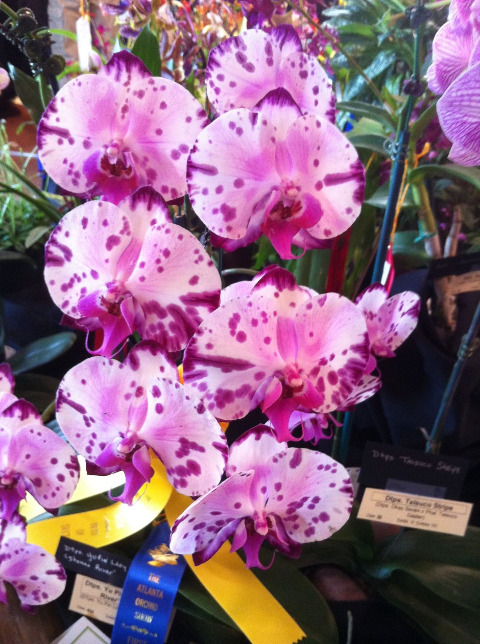 Орхидея Phal Yu Pin Burgundy 5051
