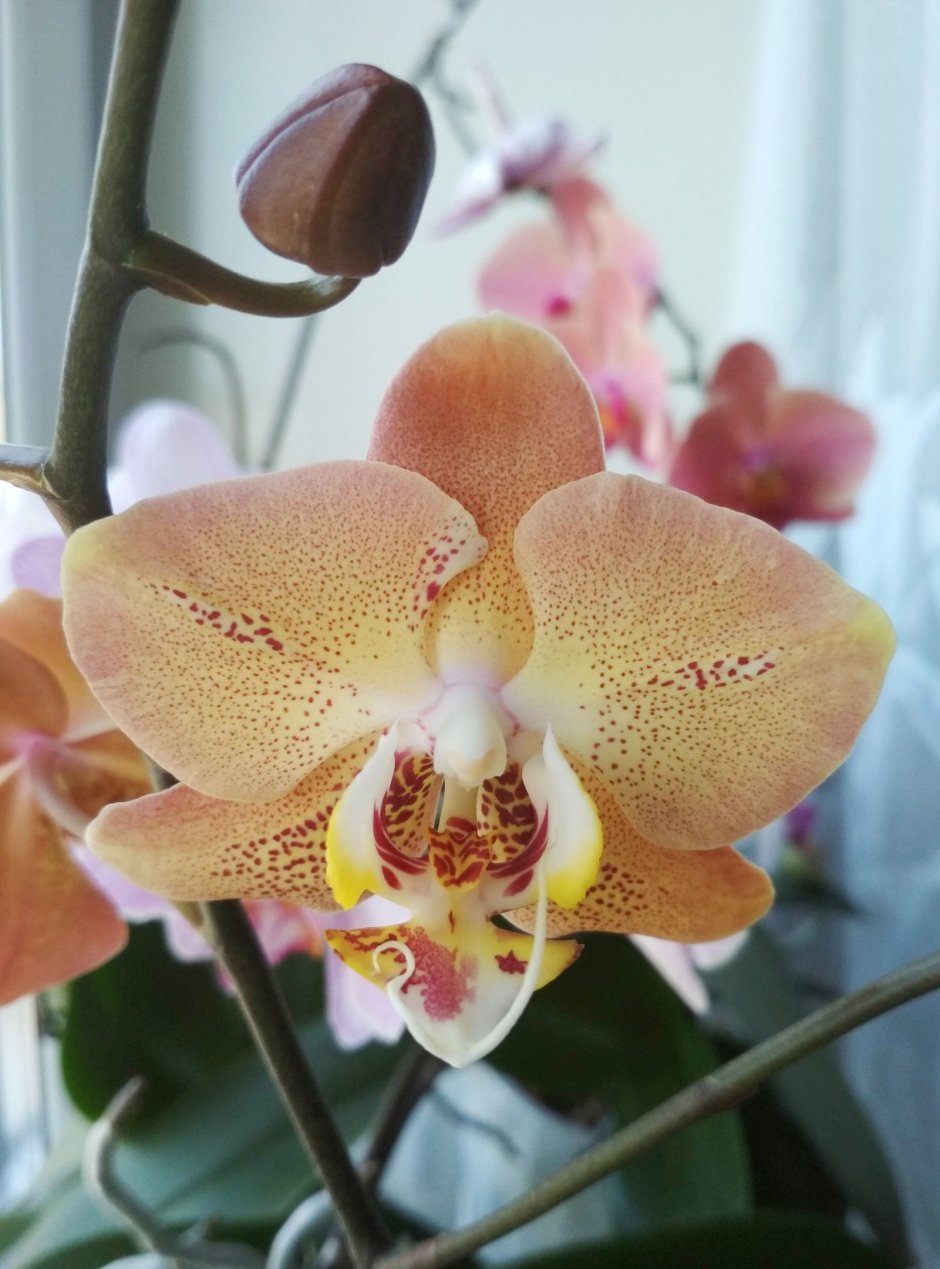 Орхидея Леко сфинкс