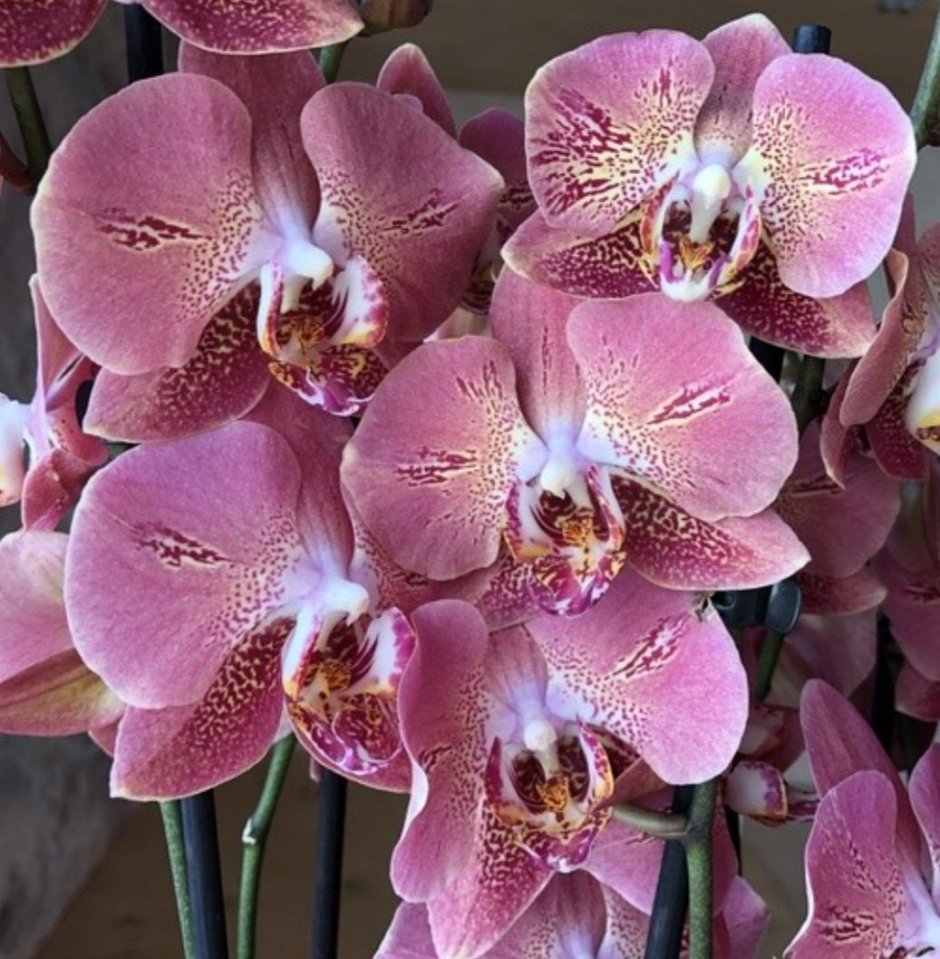 Орхидея леко фантастик