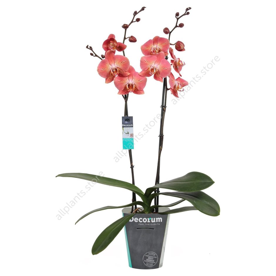 Орхидея драгон Харт