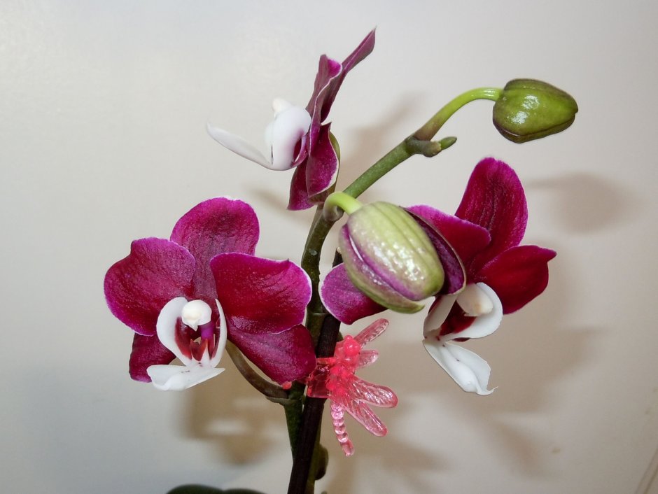 Орхидея Каода шоколад