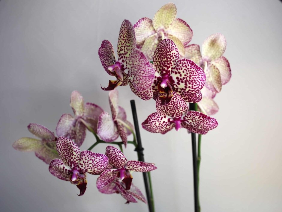 Орхидея Phalaenopsis Cobrion
