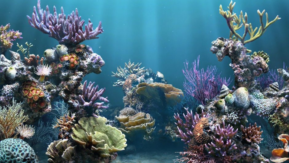 Подводный мир кораллы