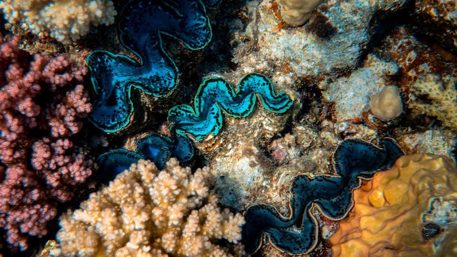 Подводный мир водоросли