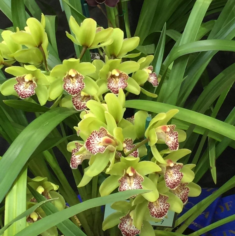 Цимбидиум Орхидея Ванда