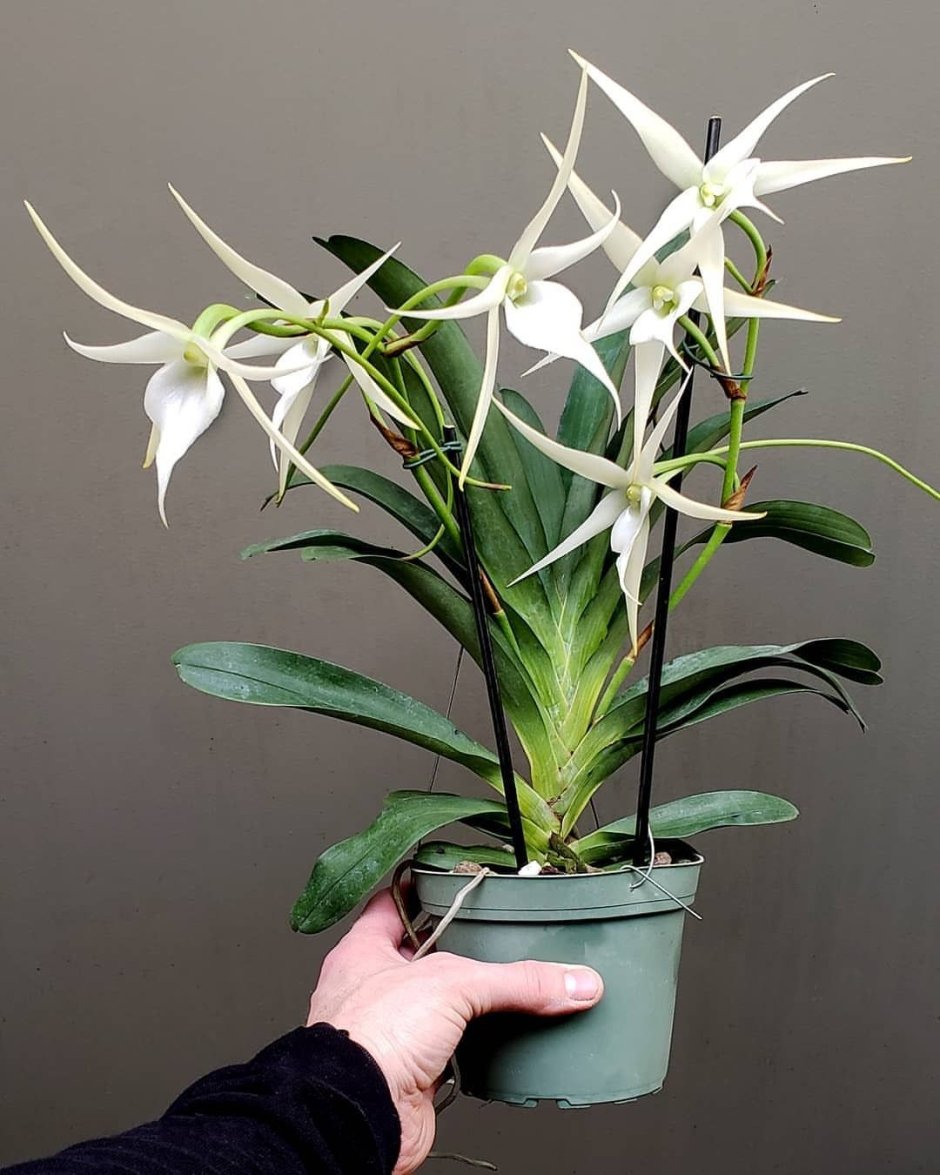 Орхидея Angraecum Crestwood 'tomorrow Star'