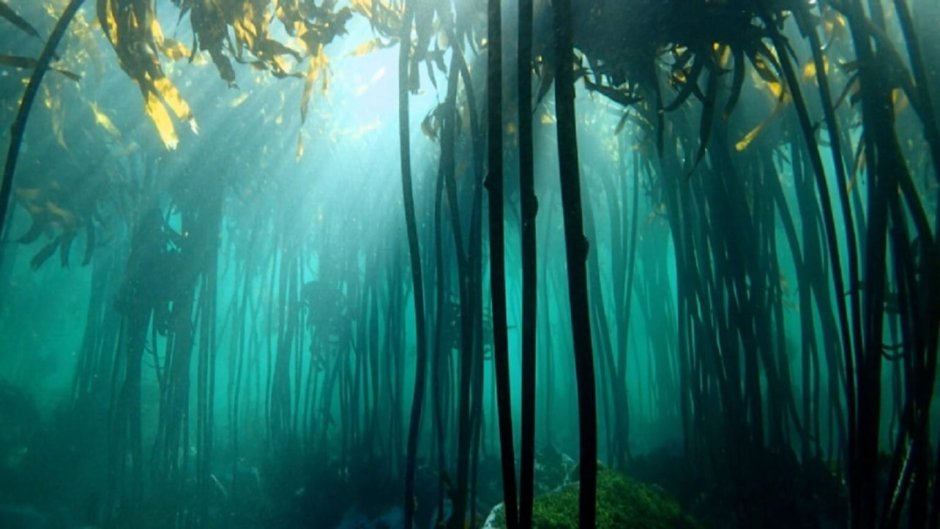 Леса из водорослей