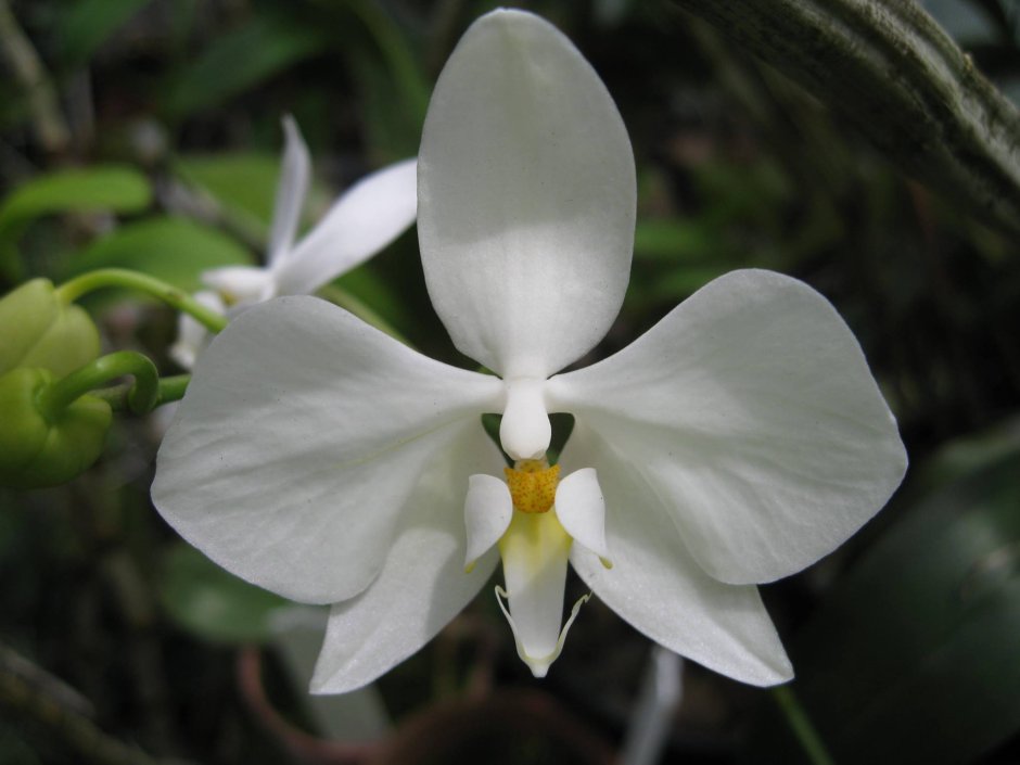 Вариегатная орхидея