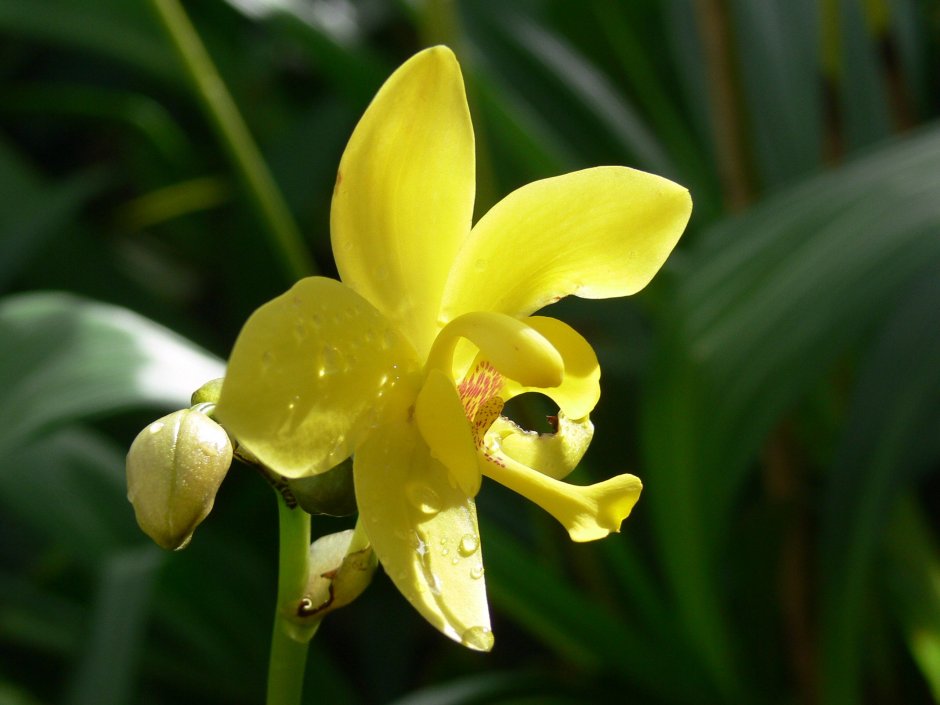 Семейство орхидейные ваниль