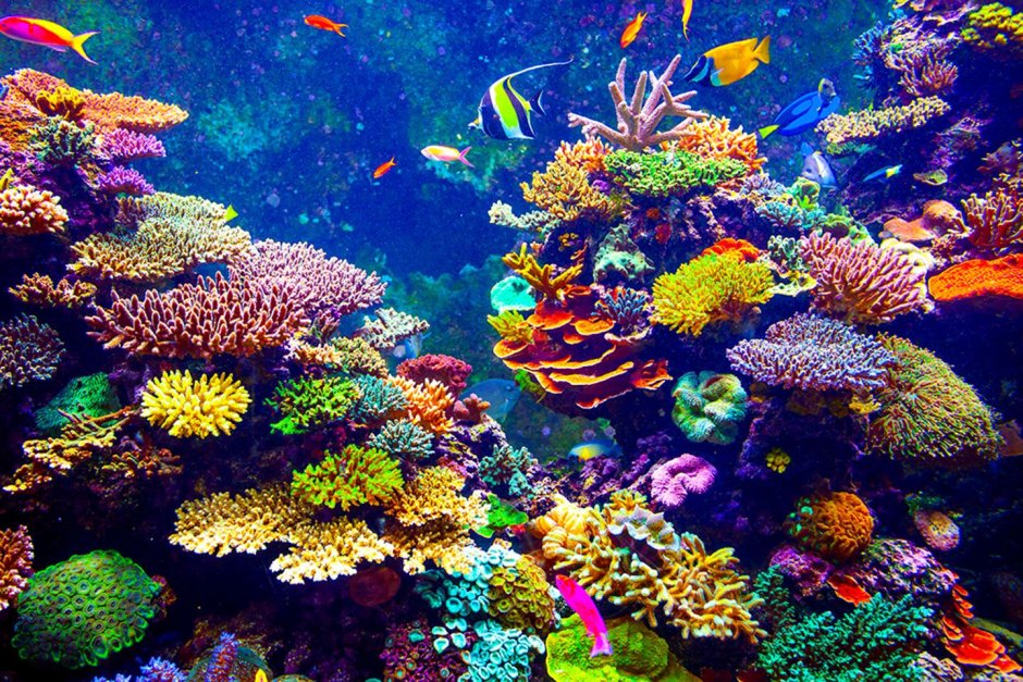 Барьерный риф кораллы