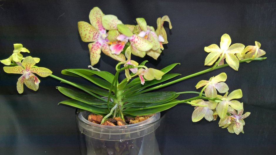 Phalaenopsis Джулия