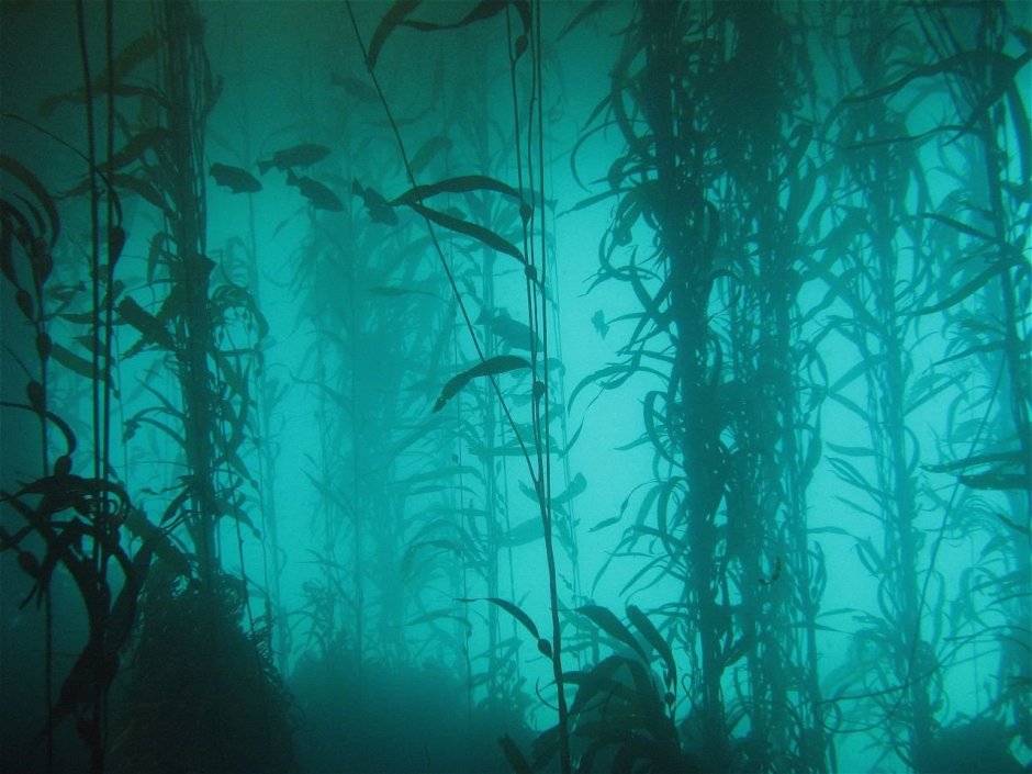 Подводный мир водоросли