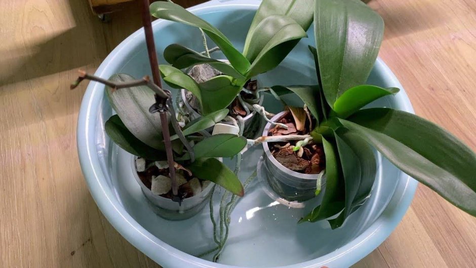 Phalaenopsis полив