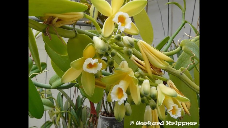 Орхидея ваниль вариегатная
