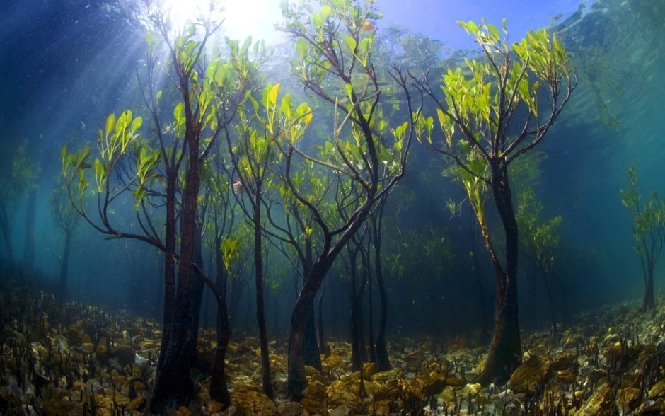 Подводный мир мангровых лесов