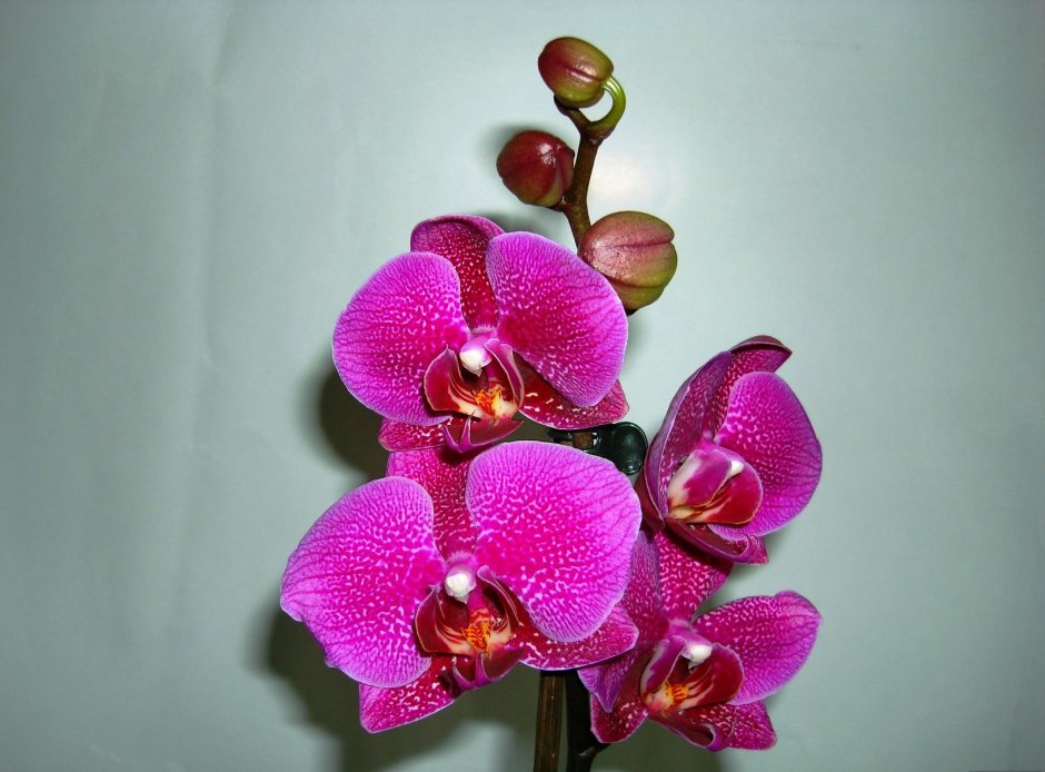 Орхидея сорт Вероника