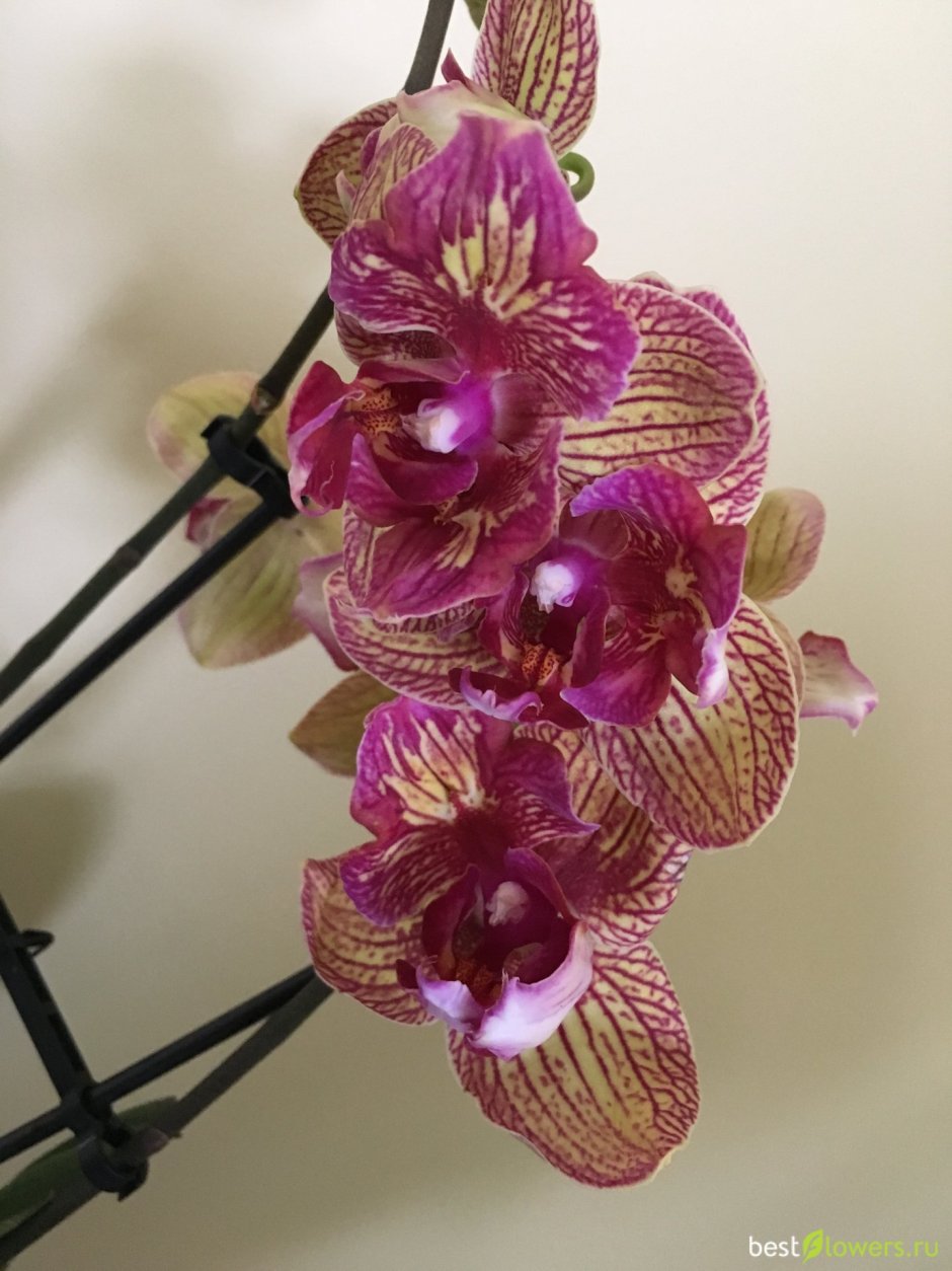 Орхидея ред Лион