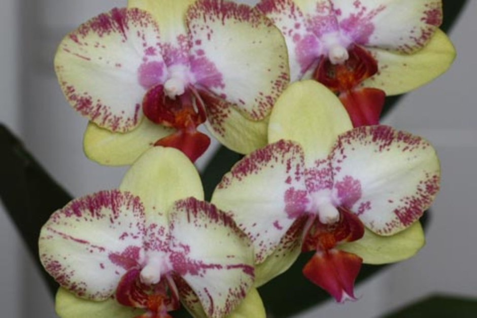 Фронтера бабулетка Орхидея