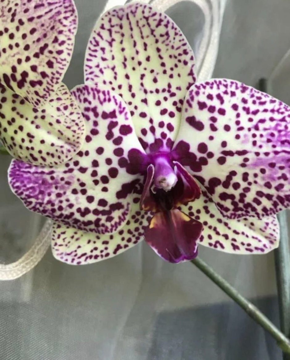 Орхидея фаленопсис Клеопатра