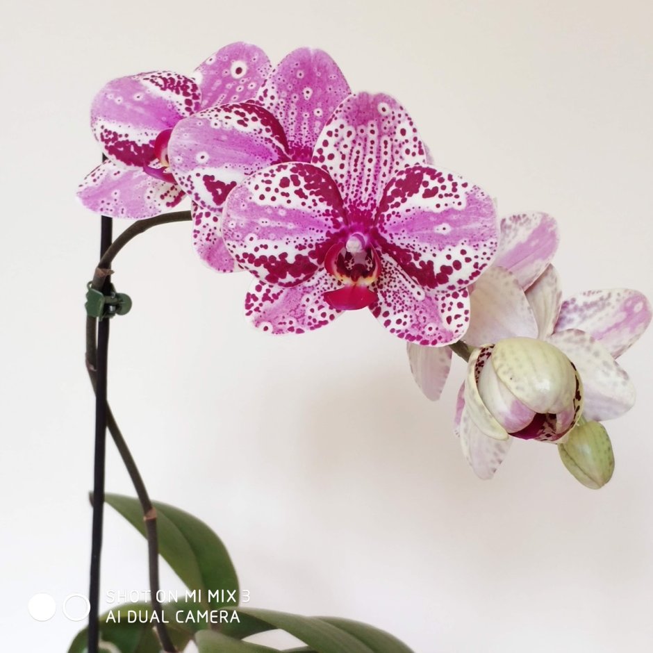 Орхидея Phalaenopsis Frontera