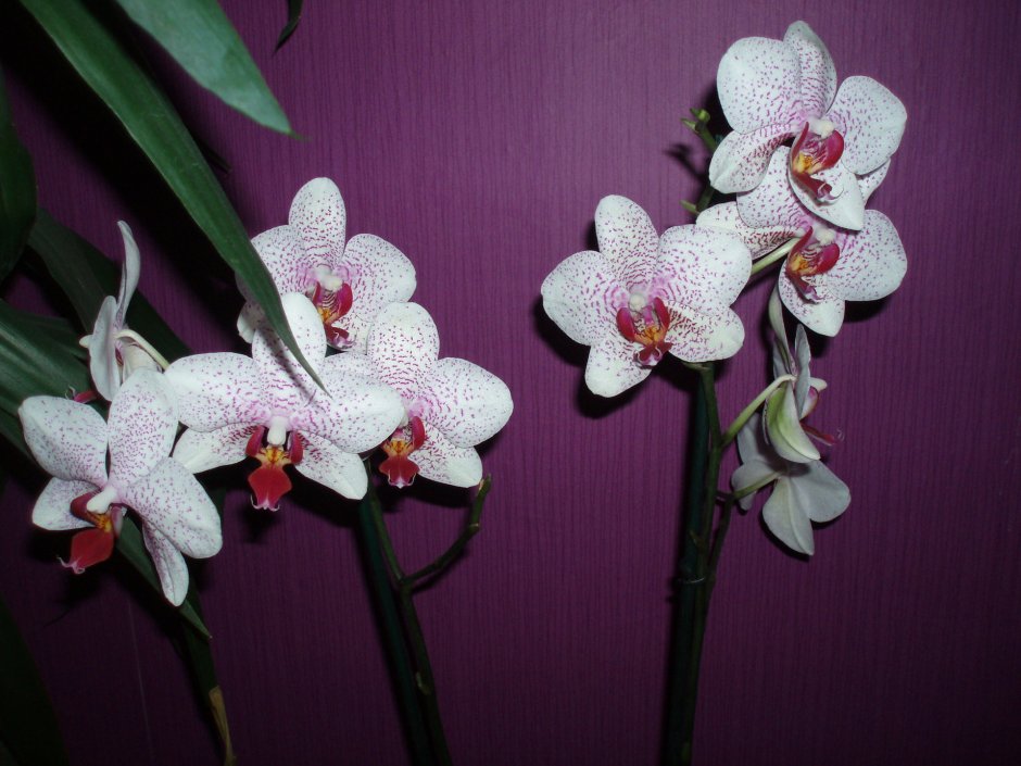 Фронтера орхидея