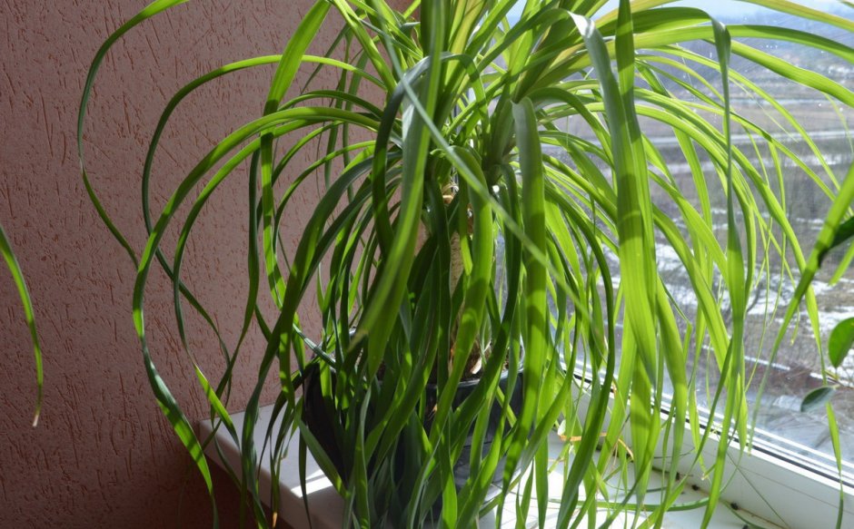 Растение с длинными узкими листьями