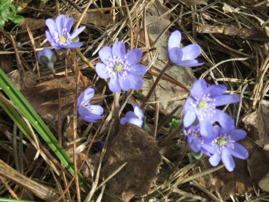 Первые весенние цветы в белорусских лесах
