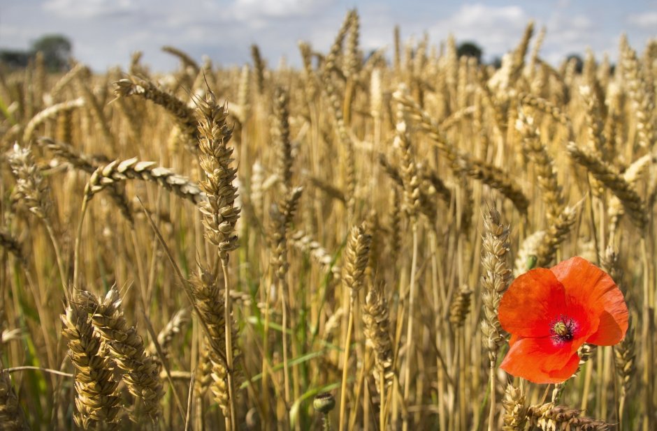 Полевые цветы в пшенице