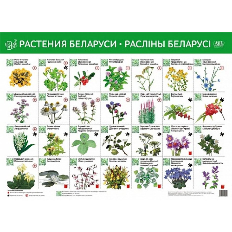 Белорусские цветы названия