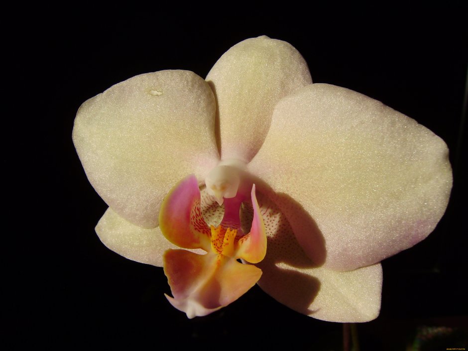 Орхидея фаленопсис Bernadette