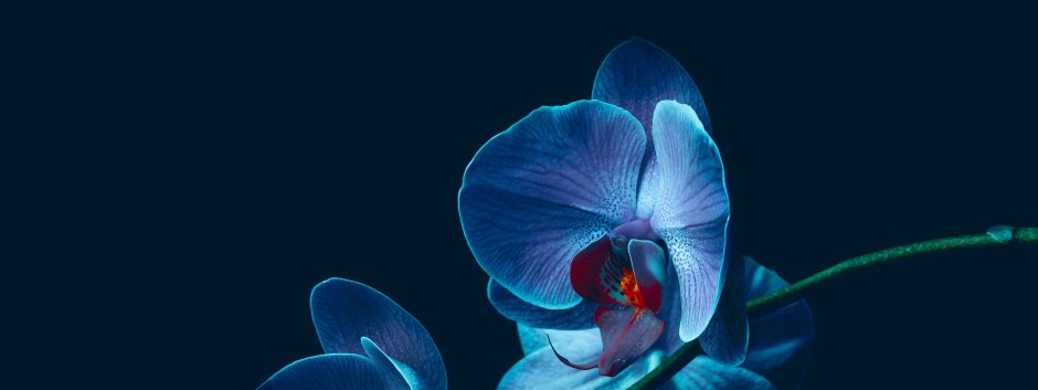 Голубая Орхидея на черном фоне