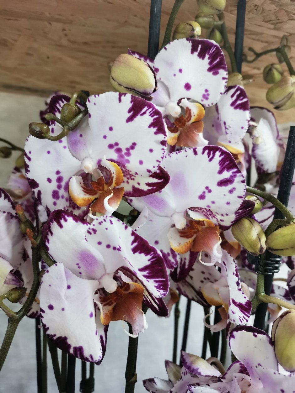 Орхидея Бернадетта