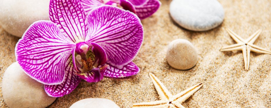 Орхидея на песке