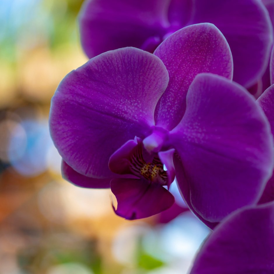Сиреневая Орхидея