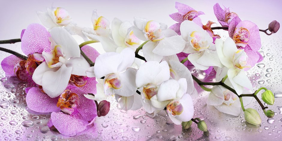 Фотопечать Орхидея