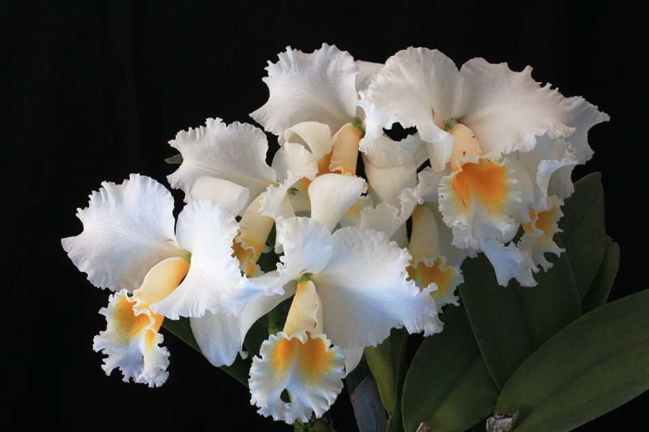 Орхидея Каттлея белая махровая