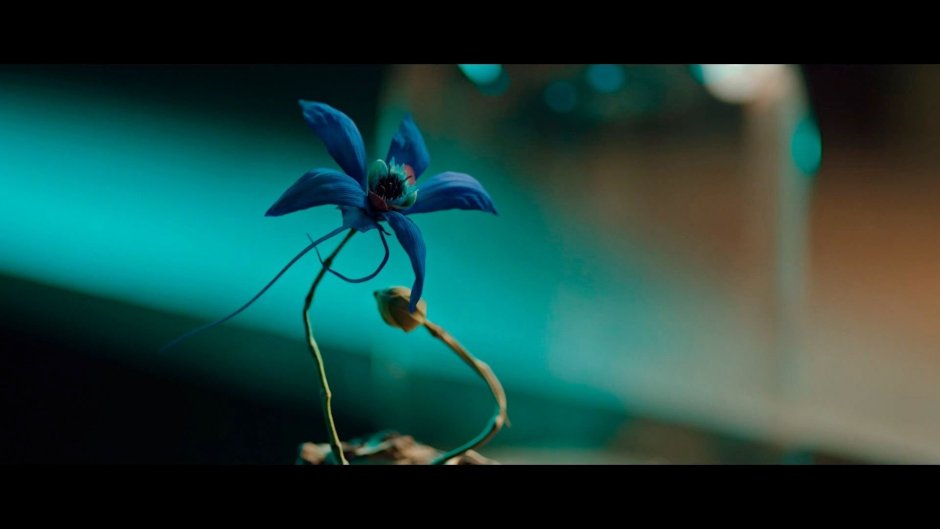 Вьетнамская синяя Орхидея