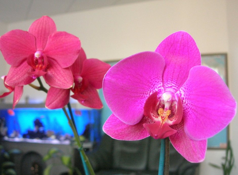 Орхидея эволютион