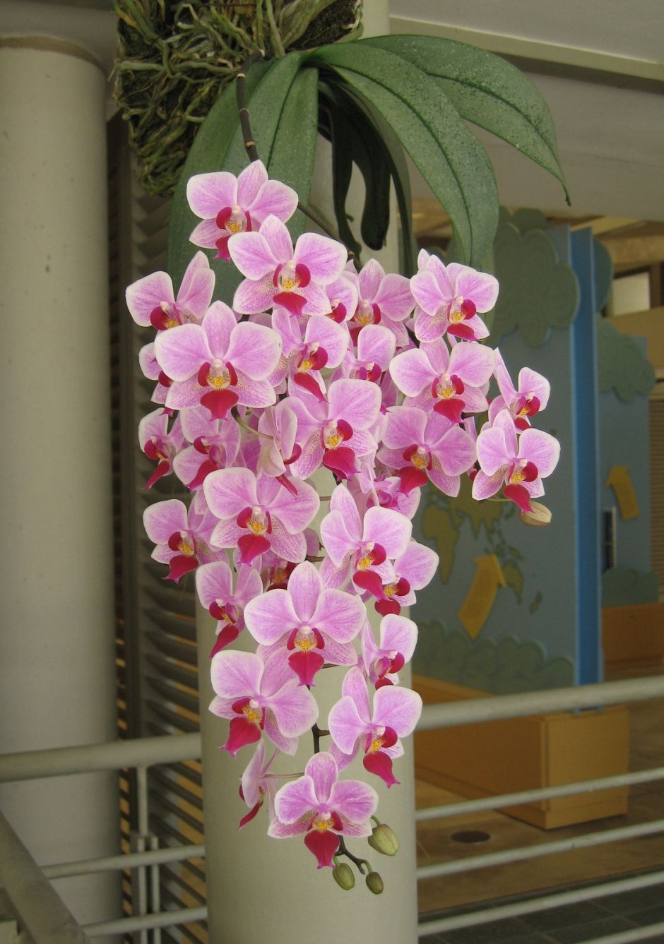 Орхидея свисающая вниз