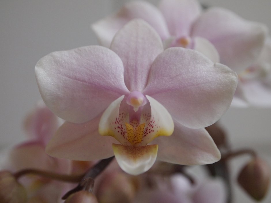 Орхидея хазард