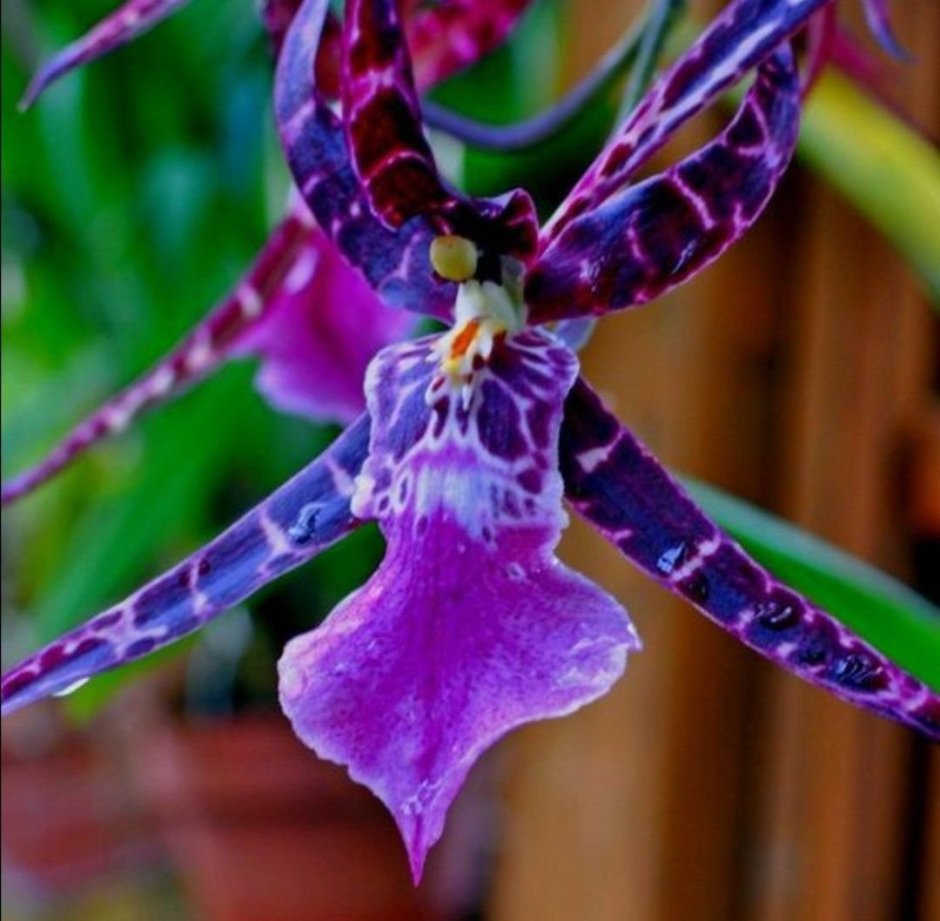 Тропические цветы фиолетовые