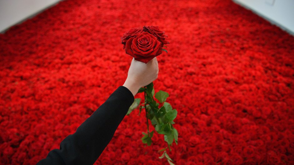 Миллион красных роз