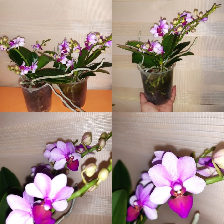 Орхидея Льюис Берри
