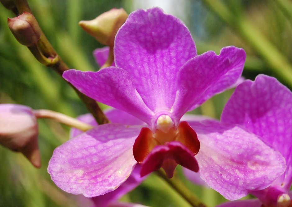 Цветок Водолей Орхидея