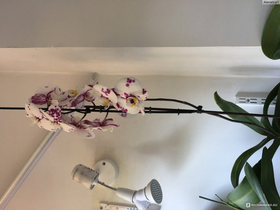 Льюис берри орхидея