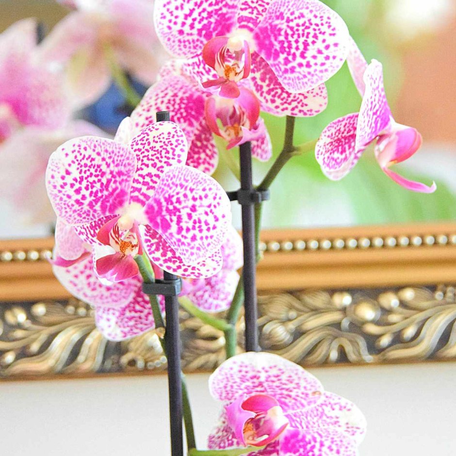 Орхидея пандора