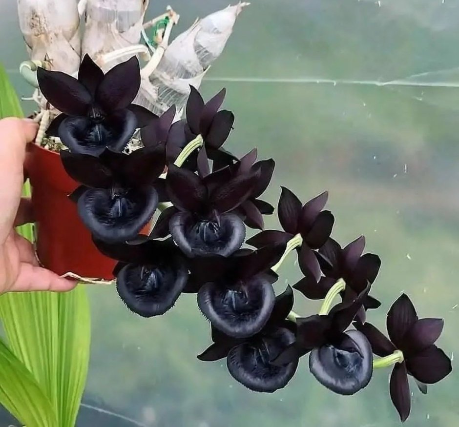 Орхидея катасетум черная
