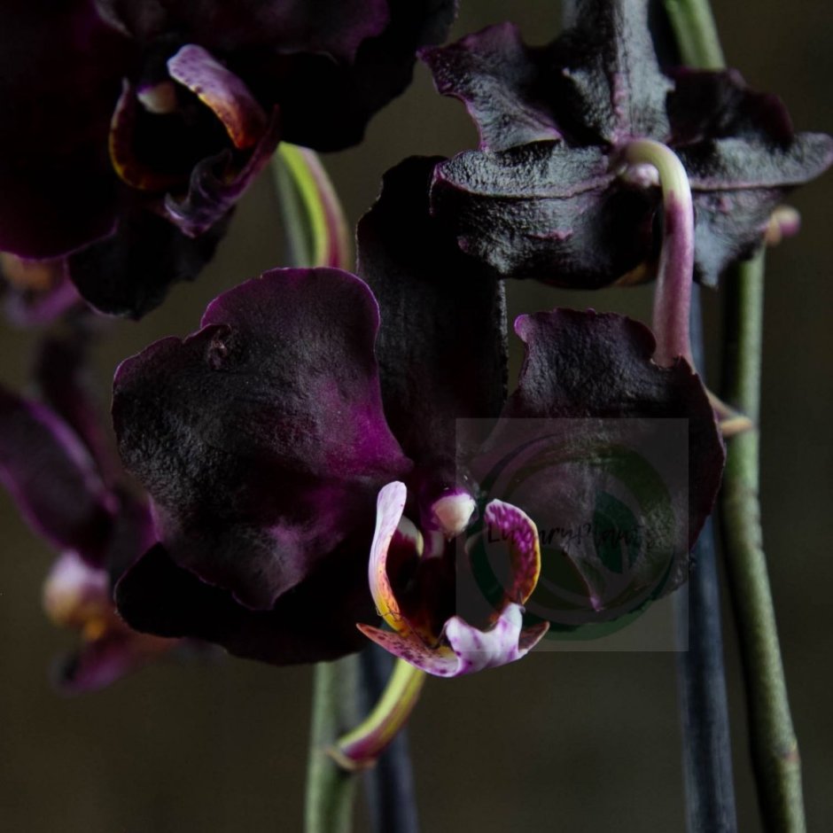 Орхидея Phalaenopsis Black Velvet
